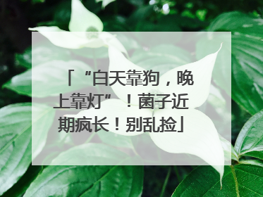 “白天靠狗，晚上靠灯”！菌子近期疯长！别乱捡