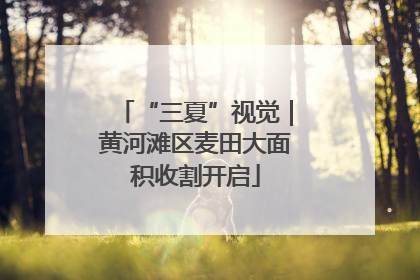 “三夏”视觉｜黄河滩区麦田大面积收割开启
