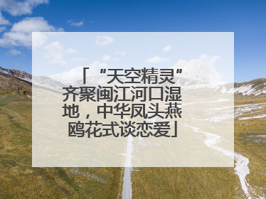“天空精灵”齐聚闽江河口湿地，中华凤头燕鸥花式谈恋爱