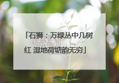 石狮：万绿丛中几树红 湿地荷塘韵无穷