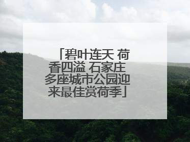 碧叶连天 荷香四溢 石家庄多座城市公园迎来最佳赏荷季