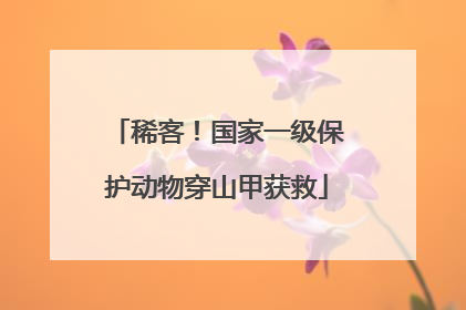 稀客！国家一级保护动物穿山甲获救