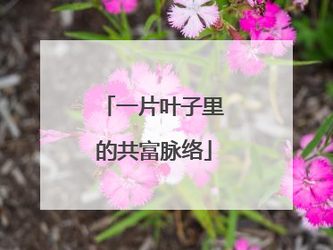 一片叶子里的共富脉络