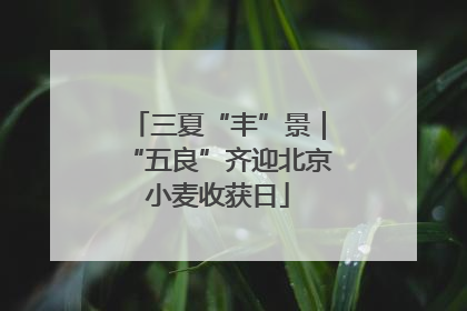 三夏“丰”景｜“五良”齐迎北京小麦收获日