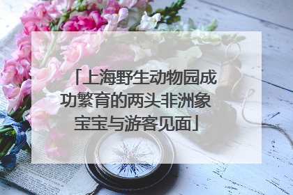 上海野生动物园成功繁育的两头非洲象宝宝与游客见面