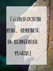 云南多次发现蜂猴、倭蜂猴实体 监测获阶段性成果