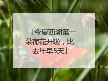 今夏西湖第一朵荷花开啦，比去年早5天