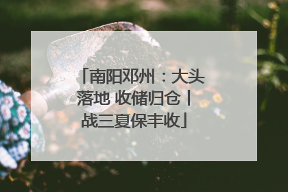 南阳邓州：大头落地 收储归仓丨战三夏保丰收