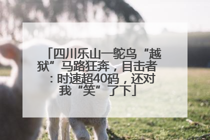 四川乐山一鸵鸟“越狱”马路狂奔，目击者：时速超40码，还对我“笑”了下