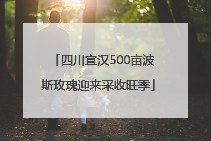 四川宣汉500亩波斯玫瑰迎来采收旺季