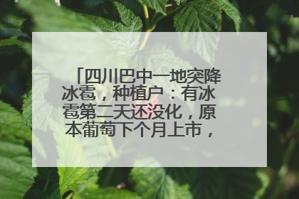四川巴中一地突降冰雹，种植户：有冰雹第二天还没化，原本葡萄下个月上市，现在全被打落