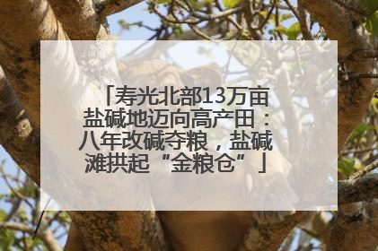 寿光北部13万亩盐碱地迈向高产田：八年改碱夺粮，盐碱滩拱起“金粮仓”