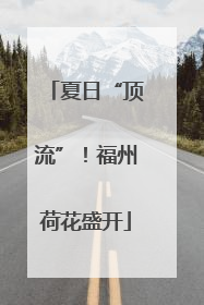 夏日“顶流”！福州荷花盛开