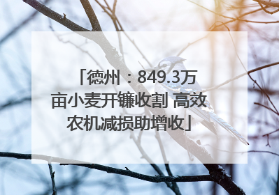 德州：849.3万亩小麦开镰收割 高效农机减损助增收