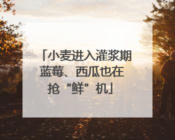 小麦进入灌浆期 蓝莓、西瓜也在抢“鲜”机