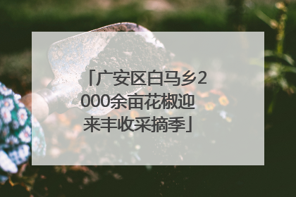 广安区白马乡2000余亩花椒迎来丰收采摘季