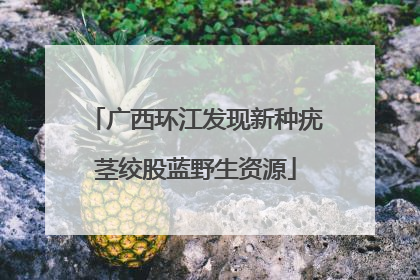 广西环江发现新种疣茎绞股蓝野生资源