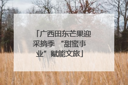 广西田东芒果迎采摘季 “甜蜜事业”赋能文旅