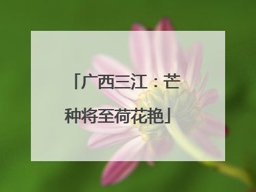 广西三江：芒种将至荷花艳