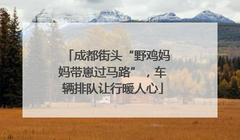 成都街头“野鸡妈妈带崽过马路”，车辆排队让行暖人心