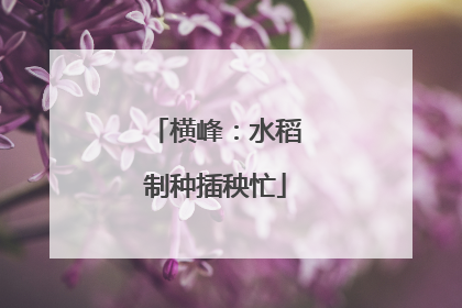 横峰：水稻制种插秧忙