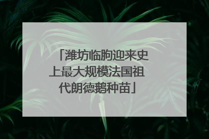 潍坊临朐迎来史上最大规模法国祖代朗德鹅种苗