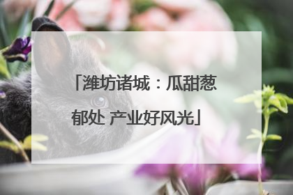 潍坊诸城：瓜甜葱郁处 产业好风光