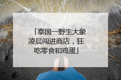 泰国一野生大象凌晨闯进商店，狂吃零食和鸡蛋