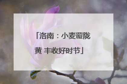 洛南：小麦覆陇黄 丰收好时节