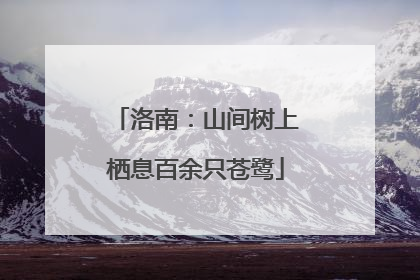 洛南：山间树上栖息百余只苍鹭