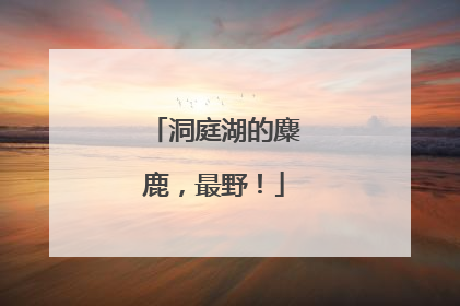 洞庭湖的麋鹿，最野！