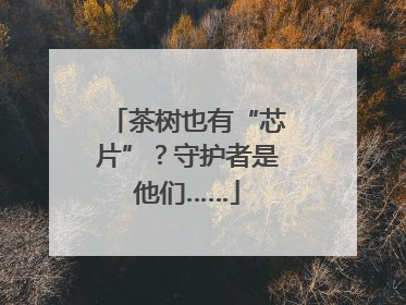 茶树也有“芯片”？守护者是他们……
