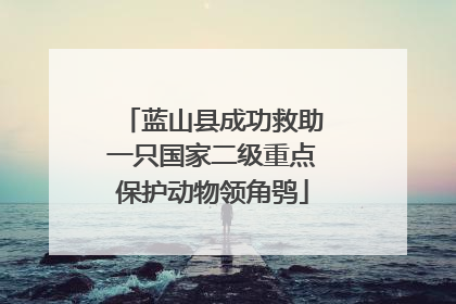 蓝山县成功救助一只国家二级重点保护动物领角鸮