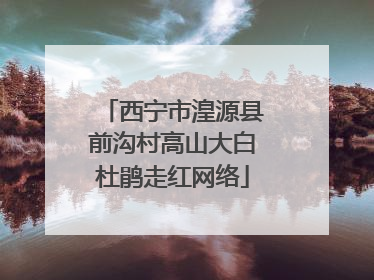 西宁市湟源县前沟村高山大白杜鹃走红网络