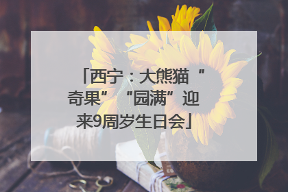 西宁：大熊猫“奇果”“园满”迎来9周岁生日会