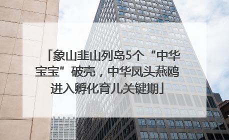 象山韭山列岛5个“中华宝宝”破壳，中华凤头燕鸥进入孵化育儿关键期