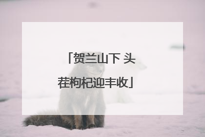 贺兰山下 头茬枸杞迎丰收