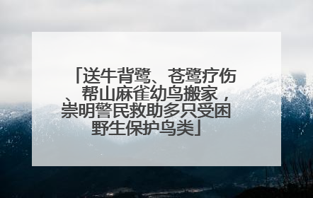 送牛背鹭、苍鹭疗伤、帮山麻雀幼鸟搬家，崇明警民救助多只受困野生保护鸟类