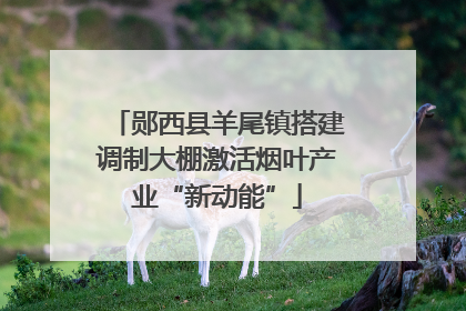 郧西县羊尾镇搭建调制大棚激活烟叶产业“新动能”