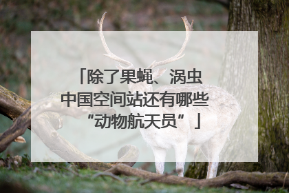 除了果蝇、涡虫 中国空间站还有哪些“动物航天员”